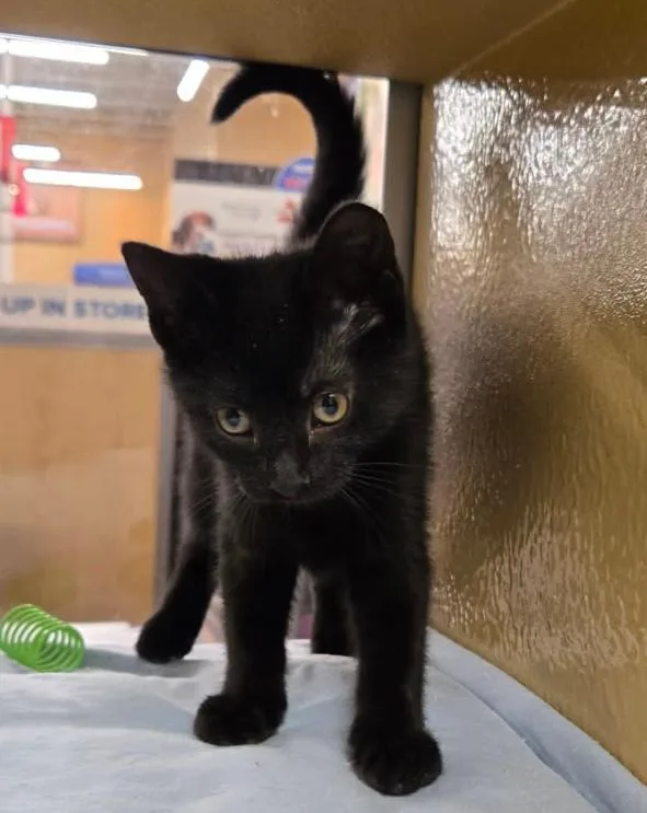 A baby medium-sized female Black Domestic Short Hair cat named Gabby for adoption in Lambertville, NJ