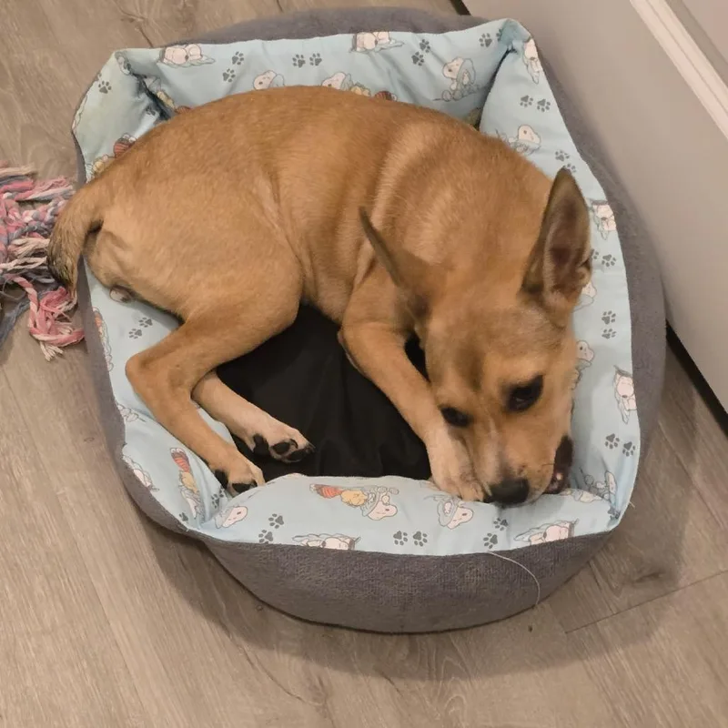 A young medium-sized female Carolina Dog dog named Coco for adoption in Ennis, TX