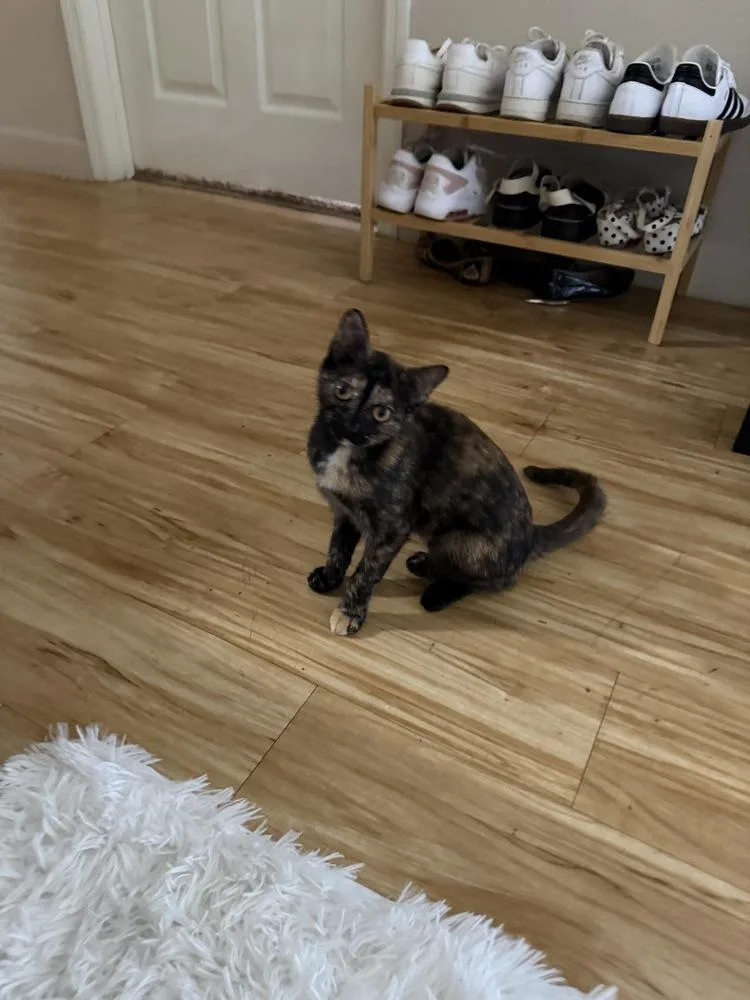 A baby small-sized female Domestic Short Hair cat named Makita for adoption in Orlando, FL