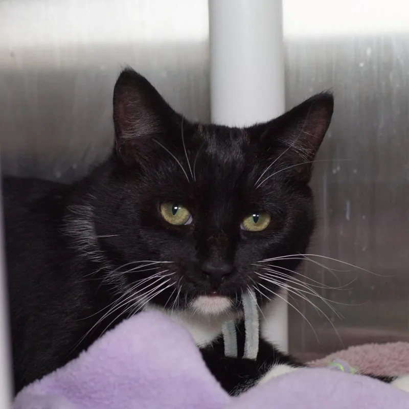 A baby medium-sized male Domestic Medium Hair cat named Lightning McQueen for adoption in Shoreline, WA