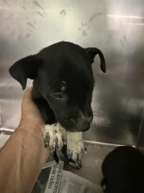 A young small-sized female Pit Bull Terrier dog named A for adoption in Bakersfield, CA