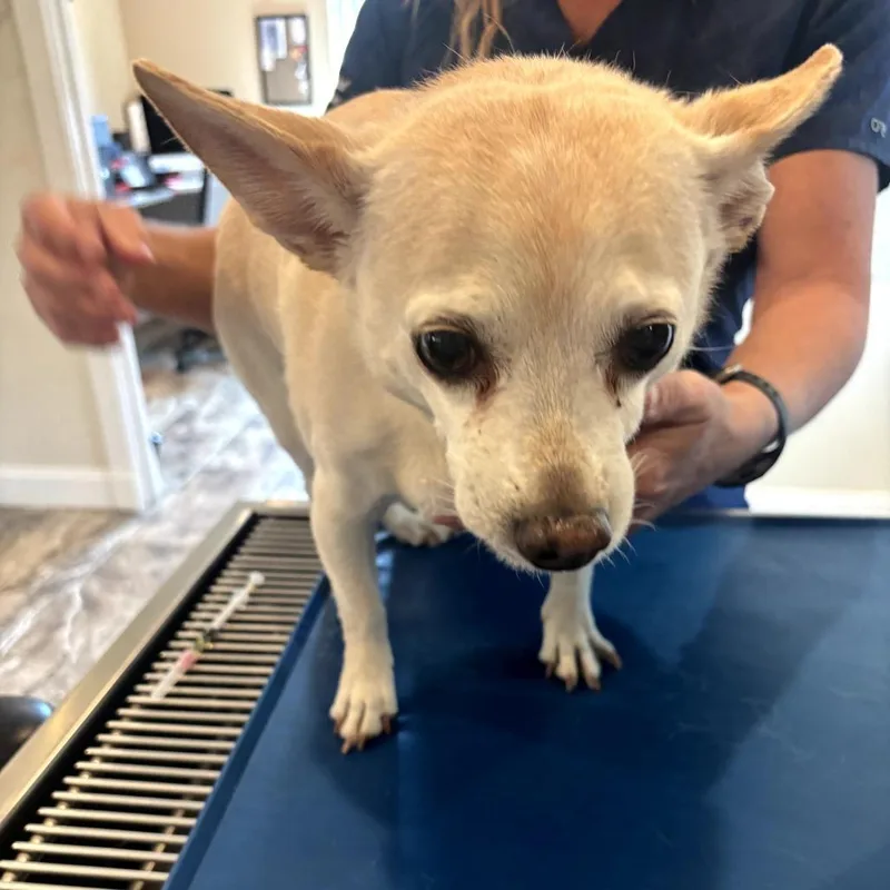 A senior small-sized female Chihuahua dog named Scout for adoption in Benton City, WA