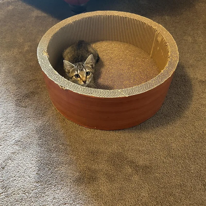 A baby small-sized female Brown / Chocolate Domestic Short Hair cat named Katie for adoption in Chattanooga, TN