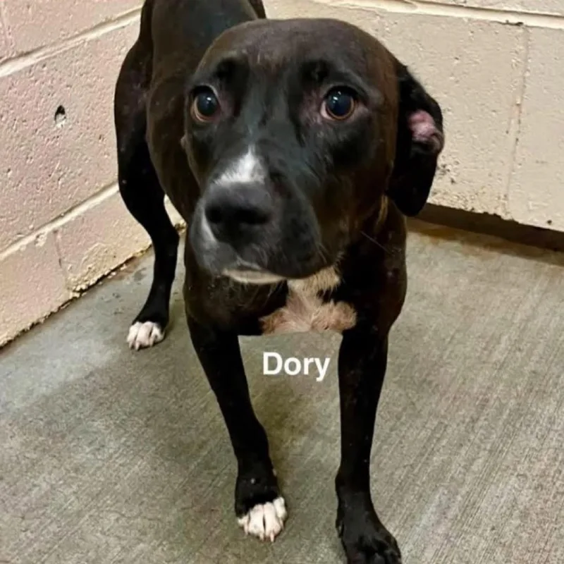 An adult medium-sized female Black Mixed Breed dog named Dory for adoption in Alexandria, VA