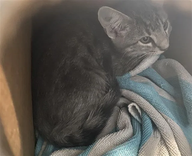 A baby medium-sized female Domestic Short Hair cat named Alex for adoption in Dallas, TX