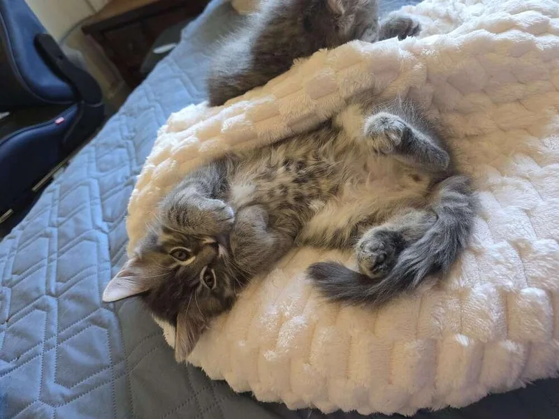 A baby small-sized male Gray / Blue / Silver Domestic Medium Hair cat named Tuffnut for adoption in Vancouver, WA