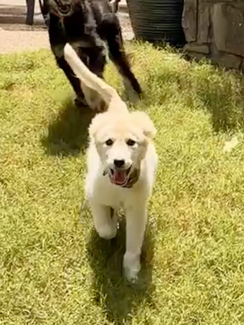 Dora
