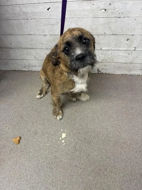 A young small-sized male Terrier dog named Barrington for adoption in San Bernardino, CA