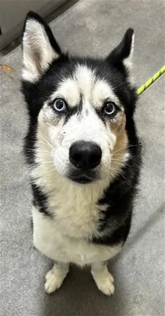 An adult large-sized female Siberian Husky dog named Katara for adoption in Upper Marlboro, MD