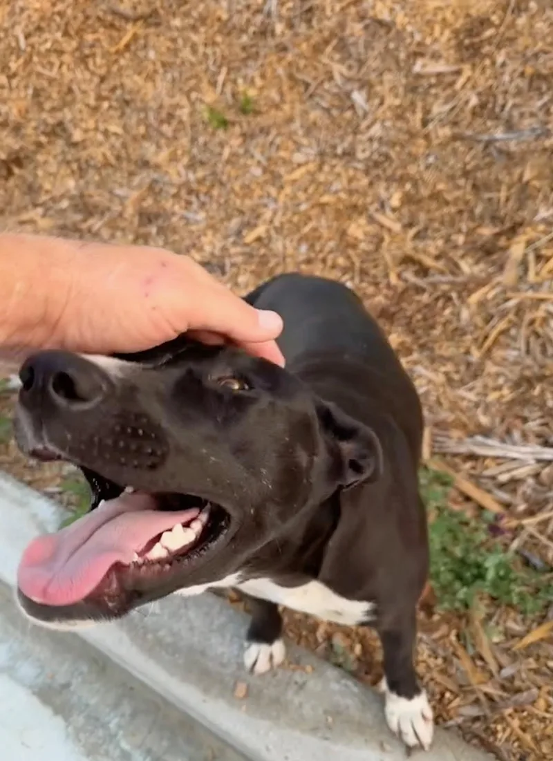 Lollipop thumbnail 2