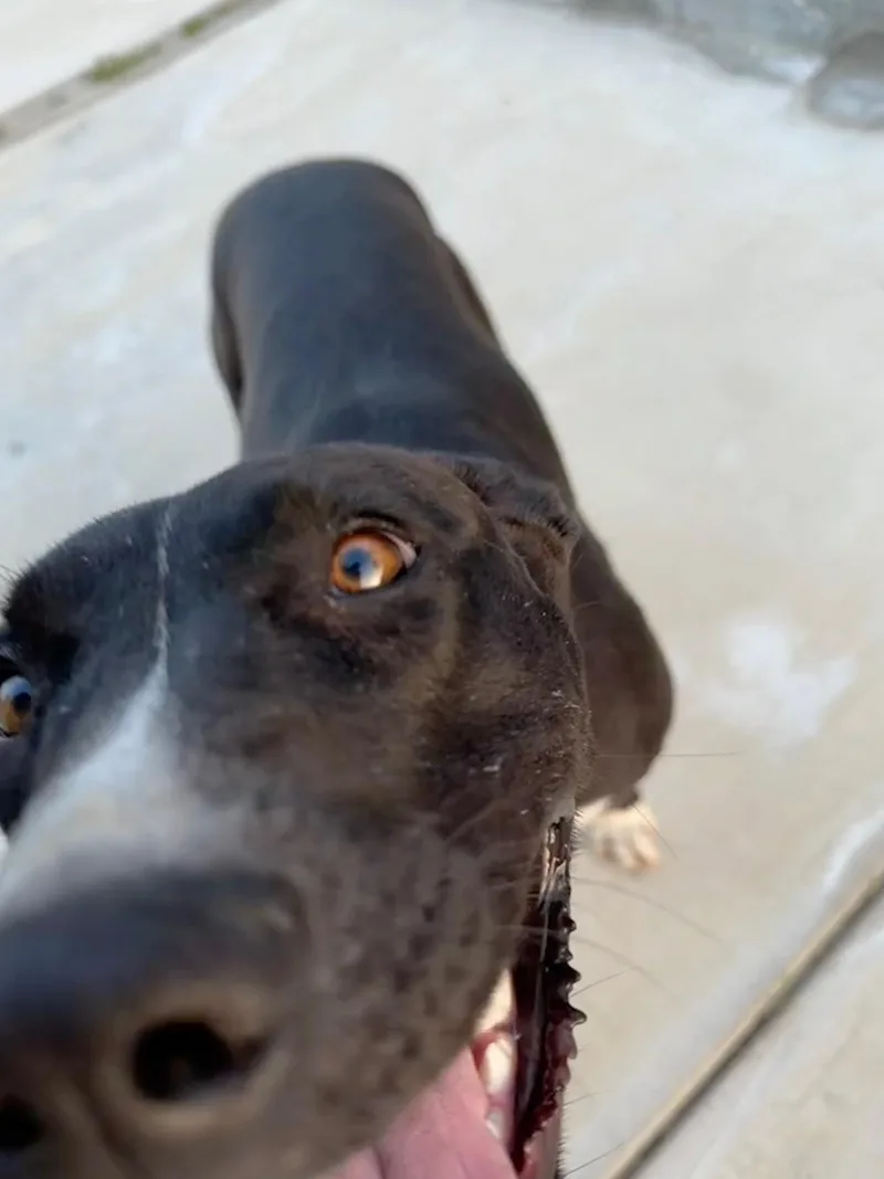 Lollipop thumbnail 3