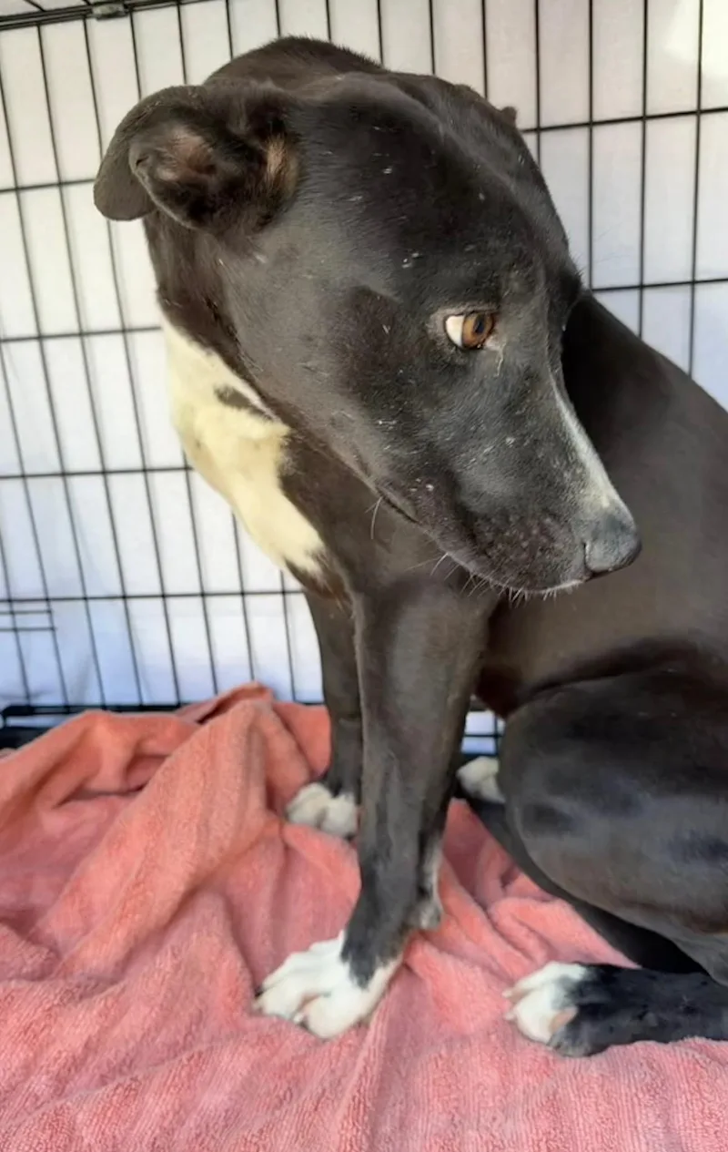 Lollipop thumbnail 4