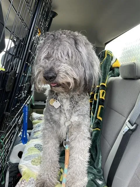 A young medium-sized female Poodle dog named Burton for adoption in Casper, WY