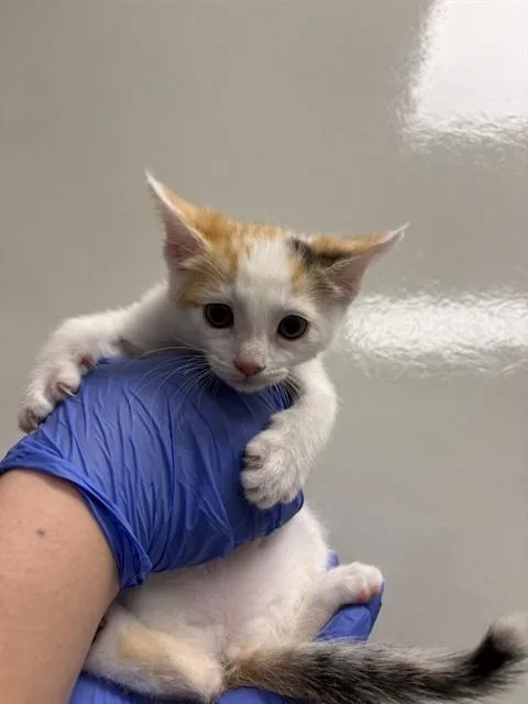A baby small-sized female Domestic Short Hair cat named Gloria for adoption in Ontario, CA