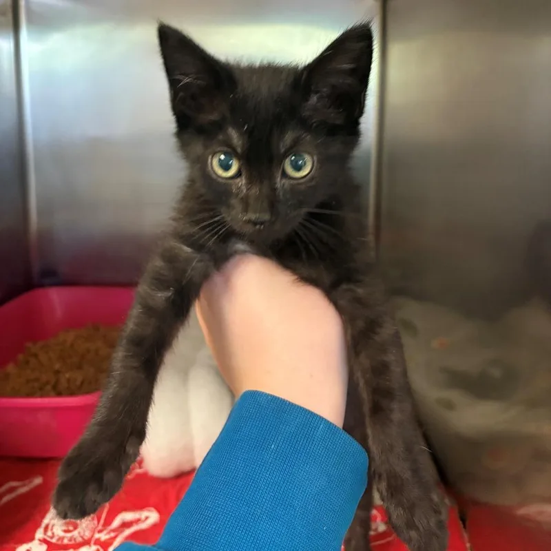 A baby small-sized male Black Domestic Short Hair cat named Echidna for adoption in Chehalis, WA