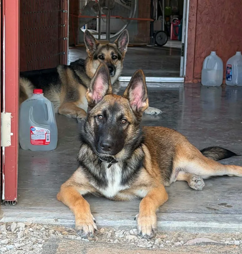 Diego