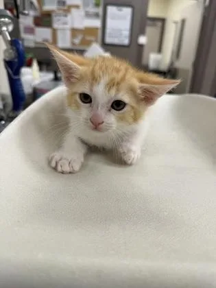 A baby small-sized male Domestic Short Hair cat named Damon for adoption in Westland, MI