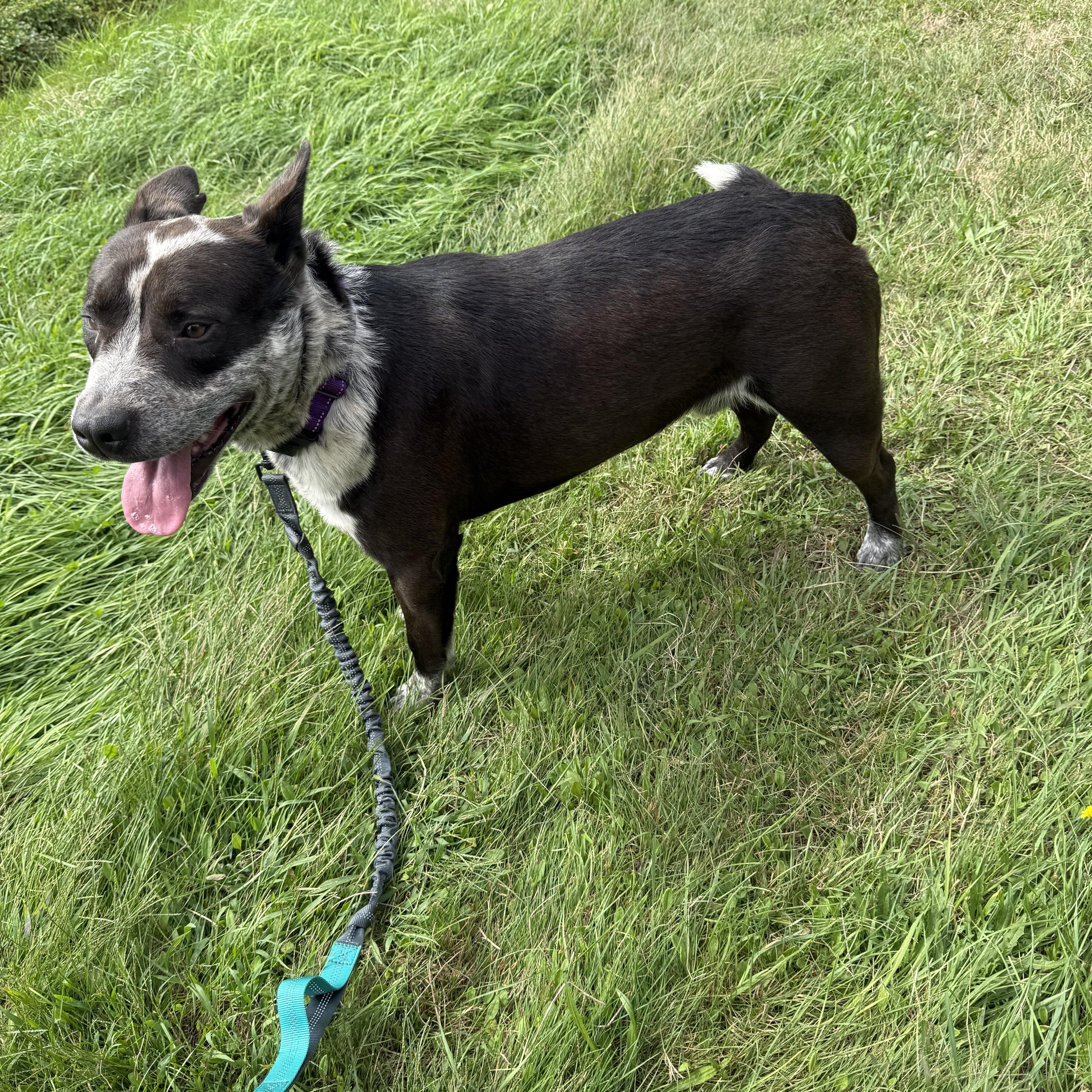 An adult large-sized male Black Australian Cattle Dog / Blue Heeler dog named Yanish for adoption in Carver, MA