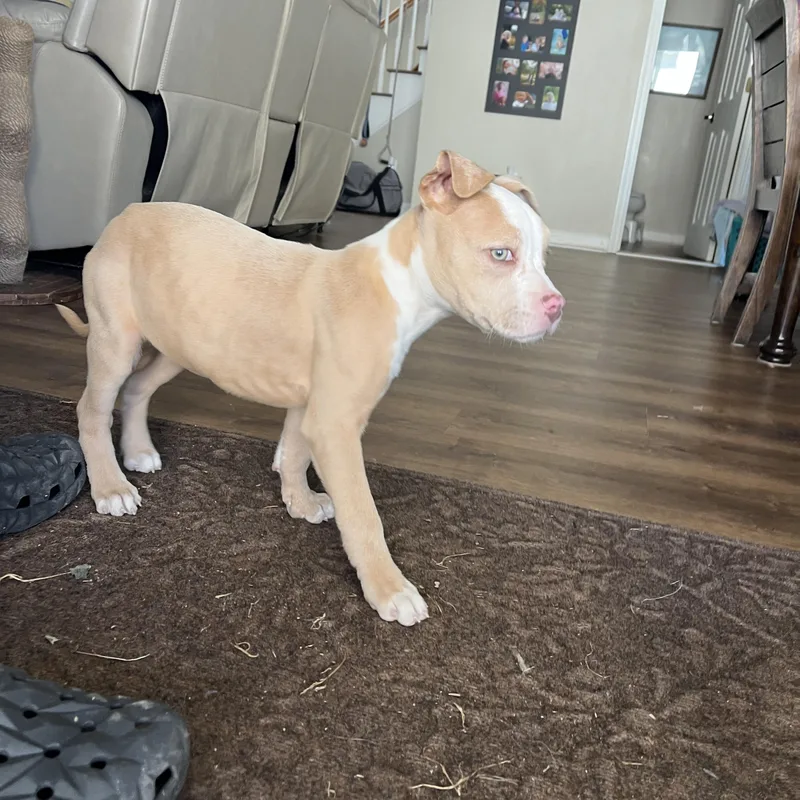 Princess Safia thumbnail 2