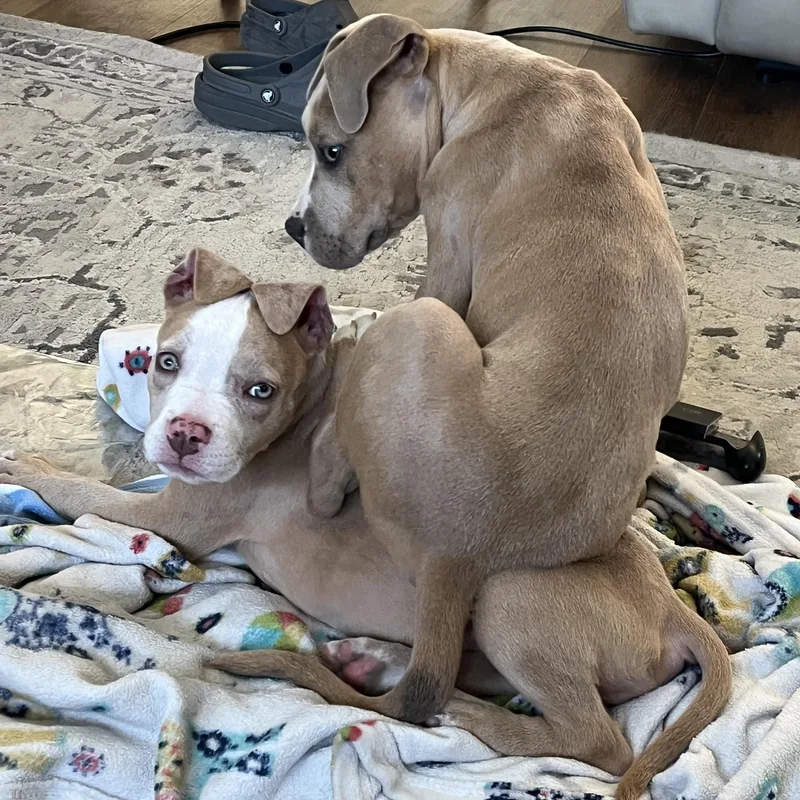 Princess Safia thumbnail 3