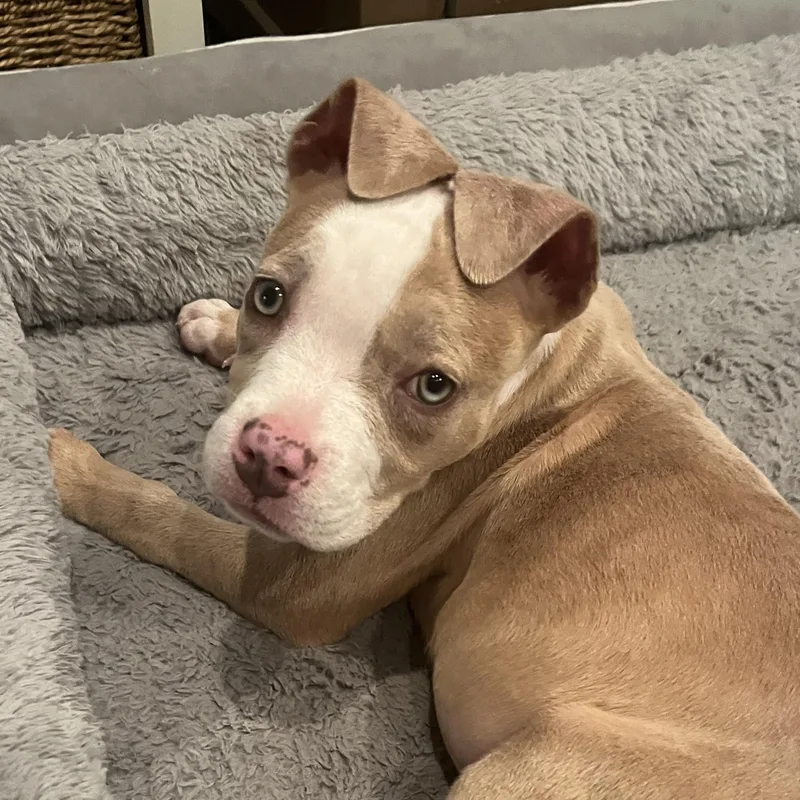A baby medium-sized female Yellow / Tan / Blond / Fawn Pit Bull Terrier dog named Princess Safia for adoption in Little River, SC