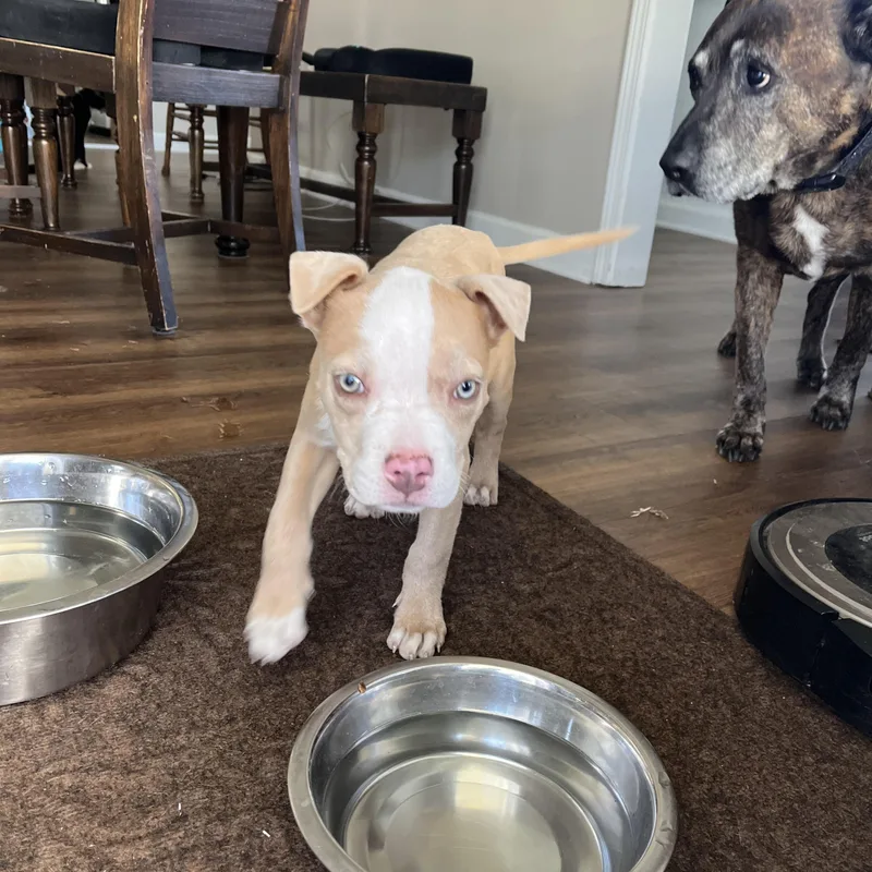 Princess Safia thumbnail 6