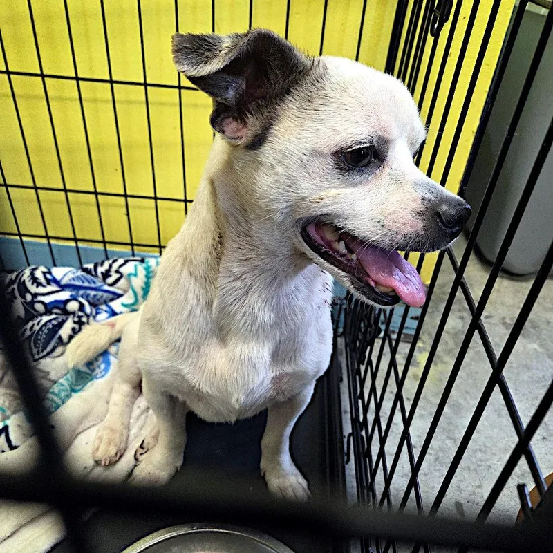 A young small-sized male Black Chihuahua dog named Trooper for adoption in Sulphur, KY