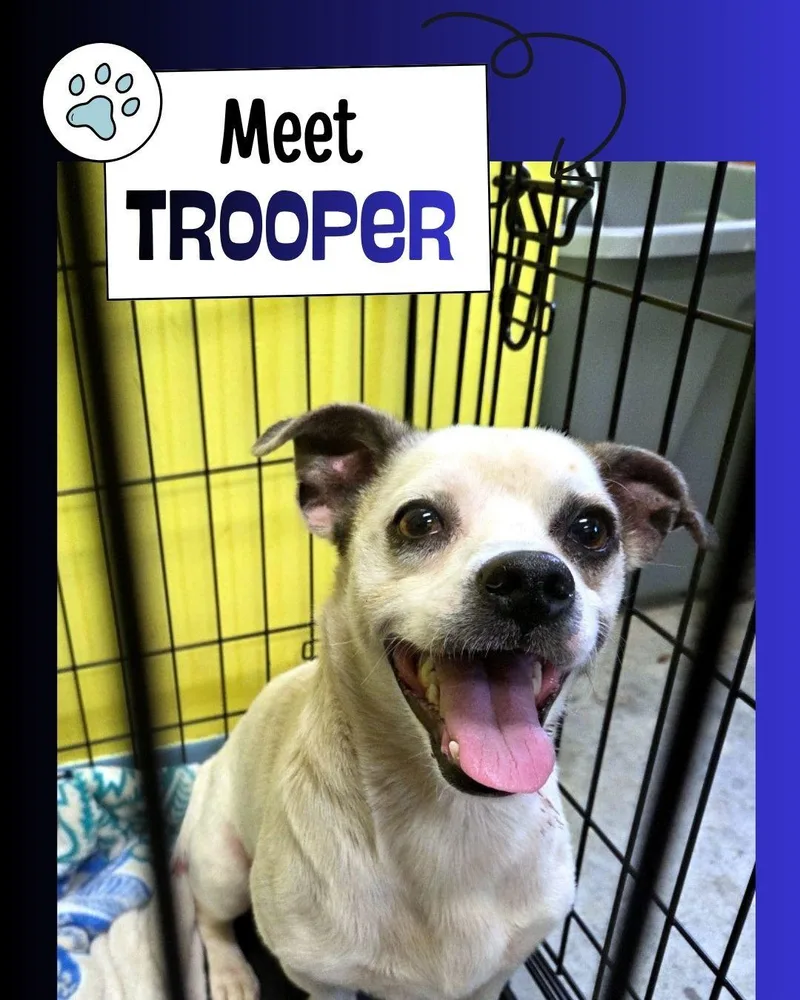 Trooper thumbnail 3