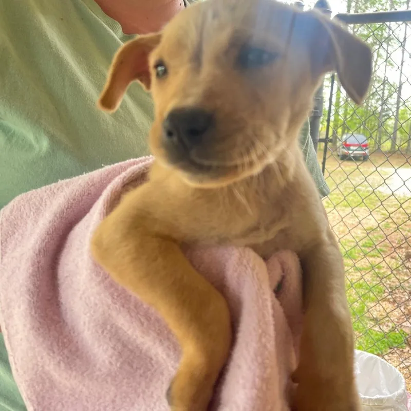 A baby small-sized female White / Cream Mixed Breed dog named Laura for adoption in Valley, AL