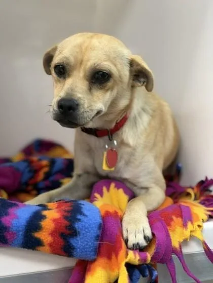 An adult small-sized male Yellow / Tan / Blond / Fawn Mixed Breed dog named Cooper for adoption in Stanwood, WA