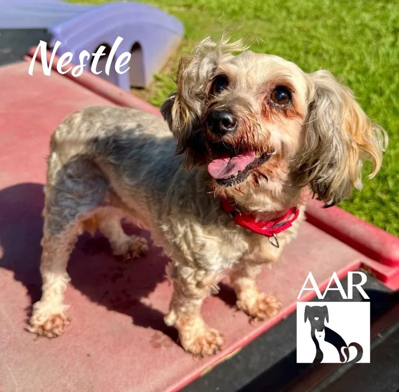 Nestle