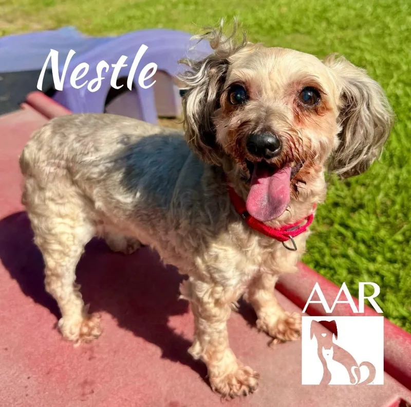 Nestle thumbnail 3
