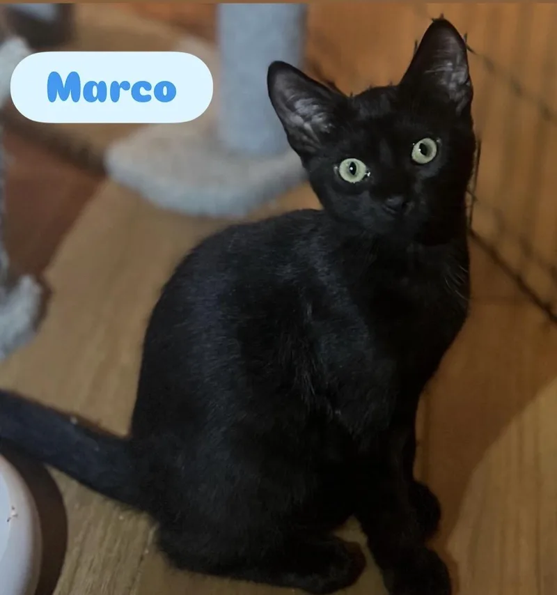 A baby small-sized male Domestic Short Hair cat named Sophia Mario Lena Marco for adoption in Staten Island, NY