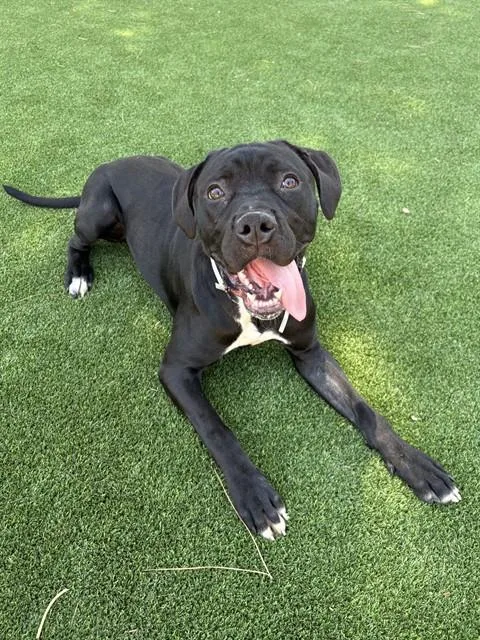 A young large-sized male Cane Corso dog named Glass for adoption in Castaic, CA