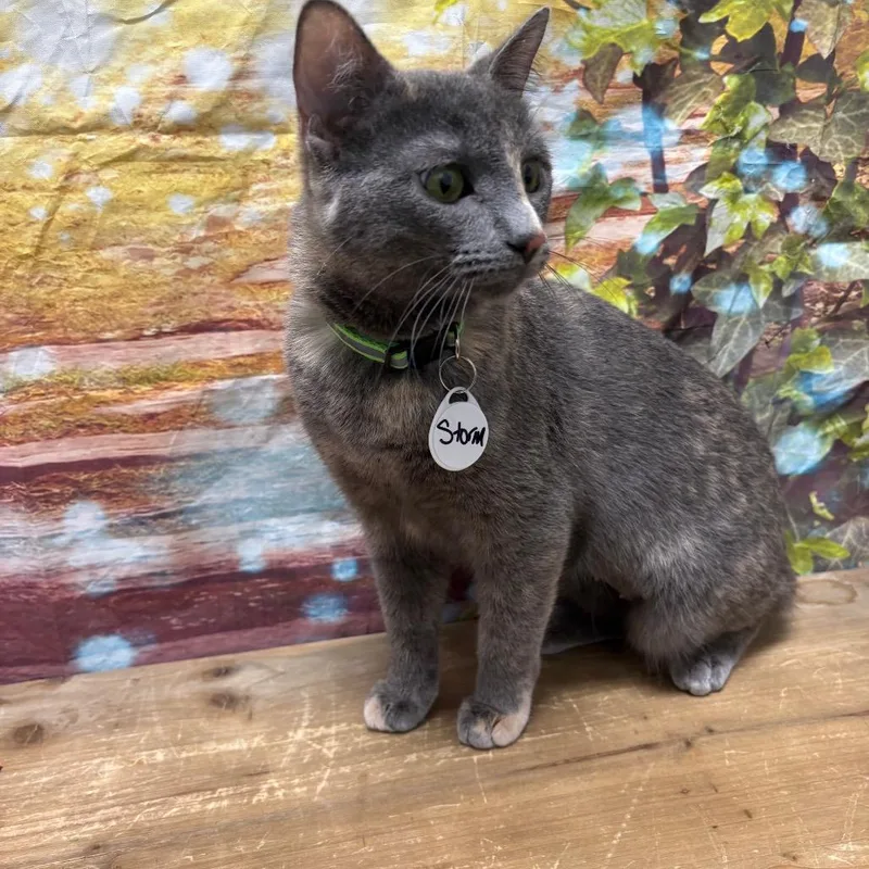 A young medium-sized female Tortoiseshell Domestic Short Hair cat named Storm for adoption in Normal, IL