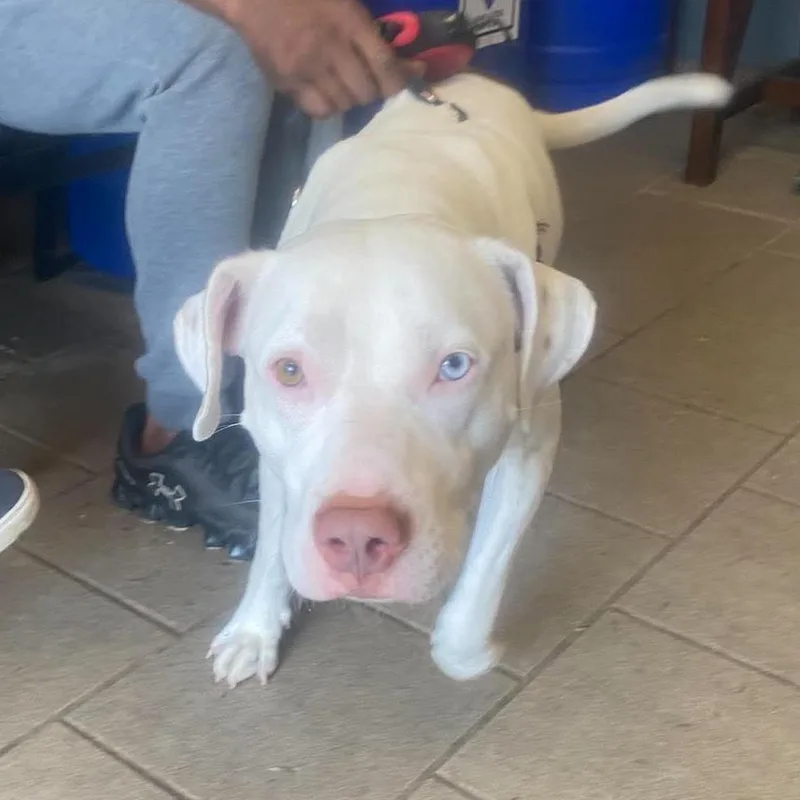 An adult medium-sized male White / Cream Mixed Breed dog named Adonis for adoption in Huntington, WV