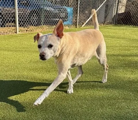 A senior medium-sized male Chihuahua dog named Bo for adoption in Queenstown, MD