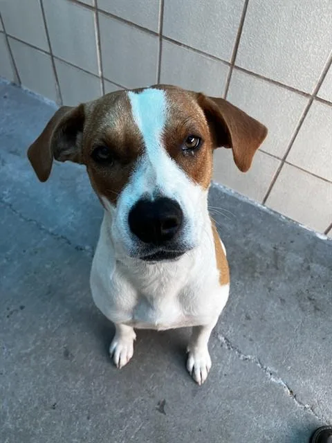 A young large-sized female English Pointer dog named Daisy for adoption in Corpus Christi, TX