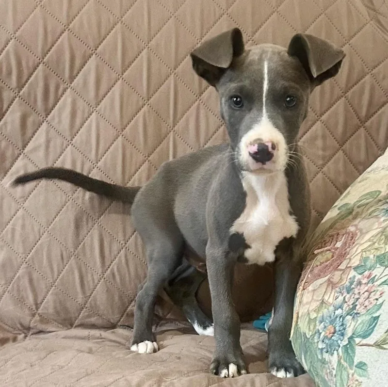 A baby medium-sized male Terrier dog named Costello  brother to for adoption in Horn Lake, MS