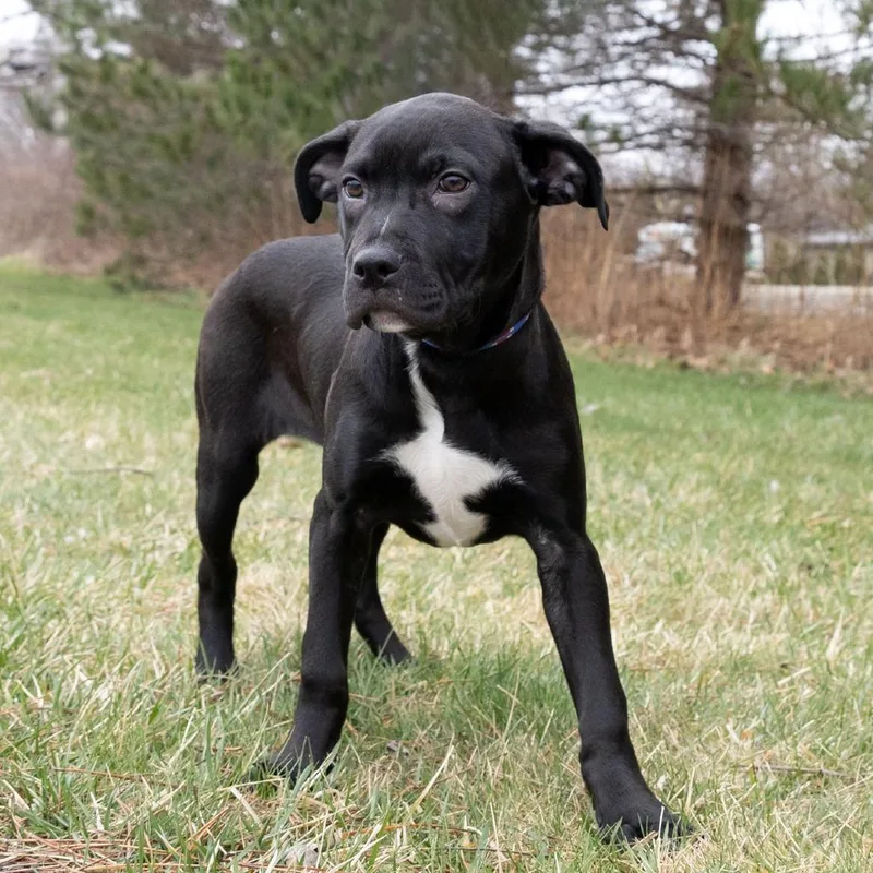 A baby small-sized female Black Mixed Breed dog named Remmie for adoption in Erie, PA