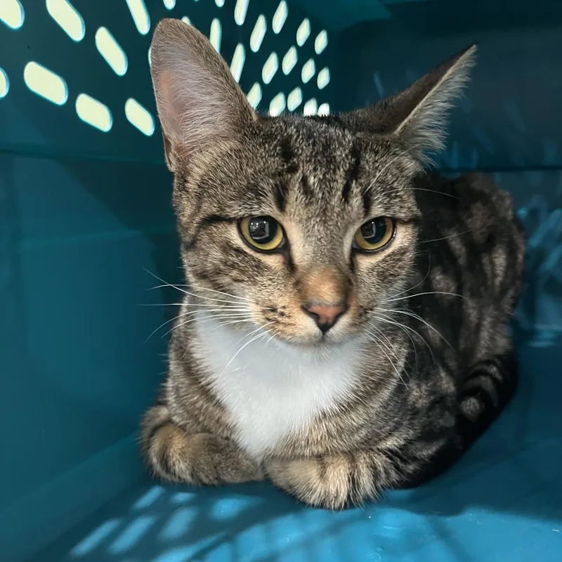 An adult medium-sized male Brown / Chocolate Domestic Short Hair cat named S'mores for adoption in Oak Park, IL