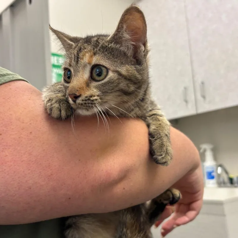 A baby small-sized female Brown / Chocolate Domestic Short Hair cat named Boiled Potato for adoption in Columbiana, AL