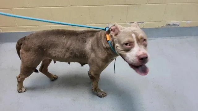 A young medium-sized female Pit Bull Terrier dog named Bingo for adoption in Tulsa, OK