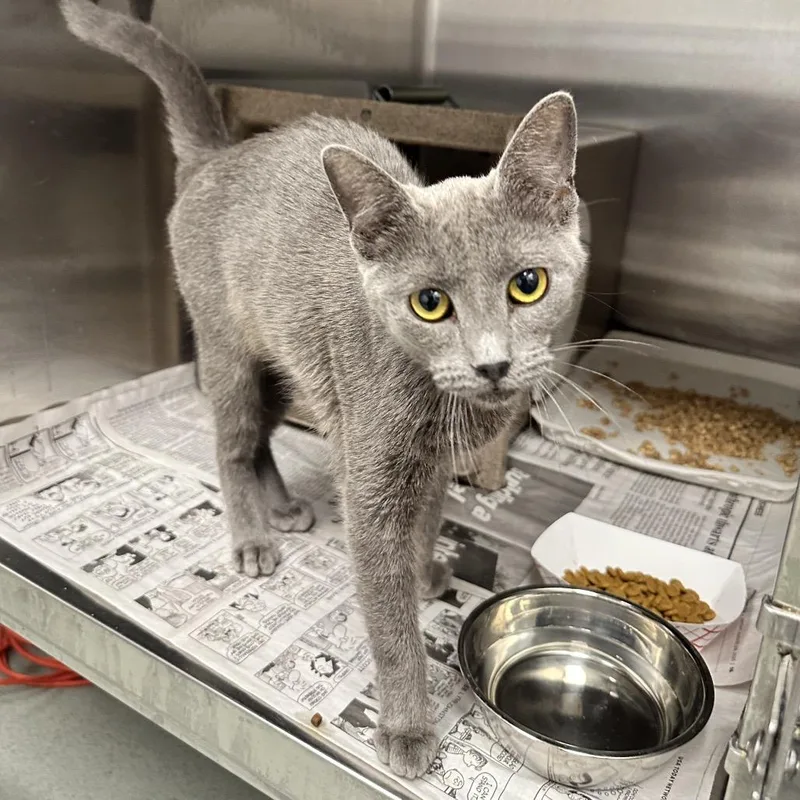 A young medium-sized female Domestic Short Hair cat named Glazed Donut for adoption in Abilene, TX