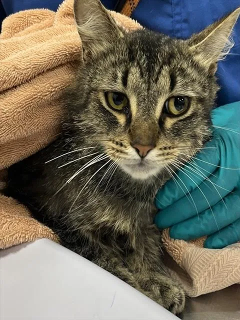 An adult medium-sized male Domestic Medium Hair cat named Huxley for adoption in Upper Marlboro, MD