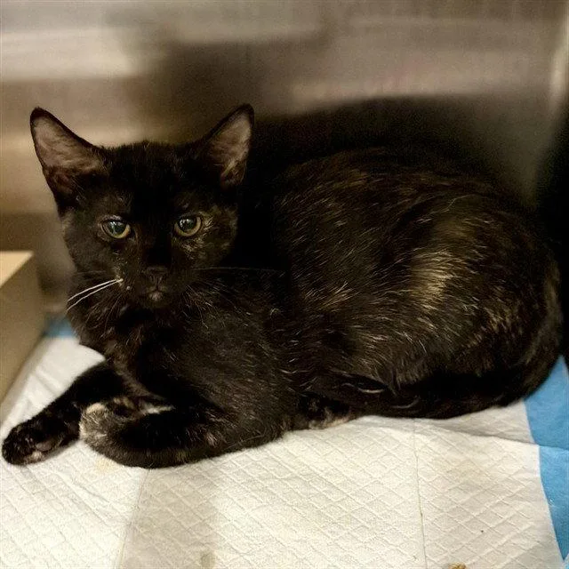 A baby small-sized female Domestic Short Hair cat named Ember for adoption in Tavares, FL