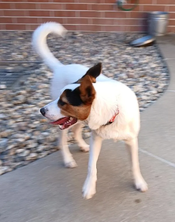 A young large-sized male Australian Shepherd dog named Reef for adoption in Sioux City, IA