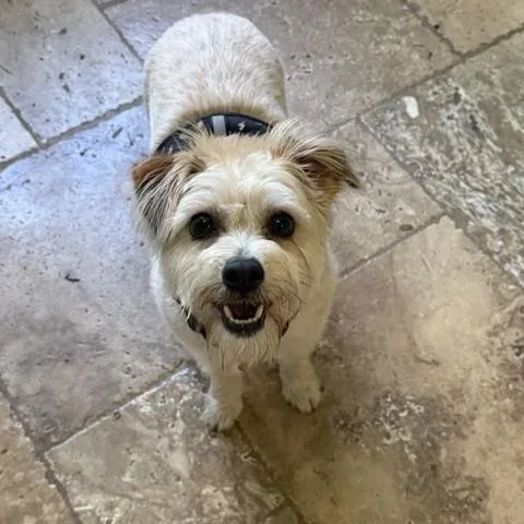 A young small-sized female Terrier dog named Pennie for adoption in Spring, TX