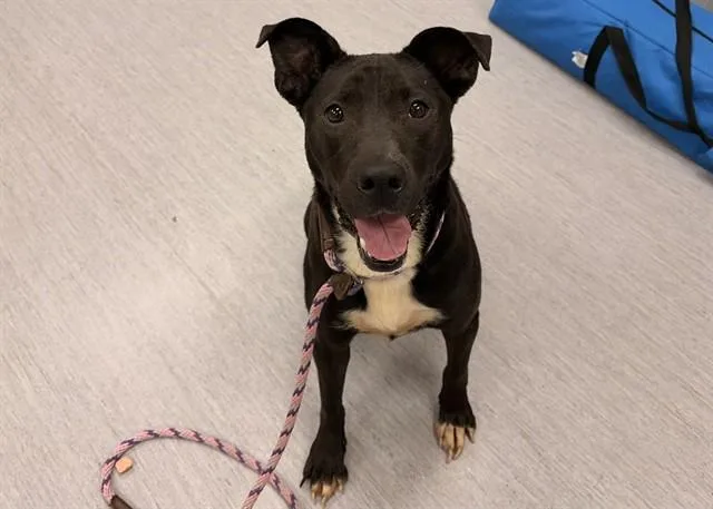 Nova