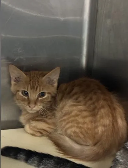 A baby medium-sized male Domestic Short Hair cat named Toad for adoption in Picayune, MS